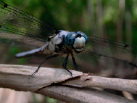 20030510_NOCPSQ_113