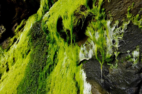 20090603_OregonD1_192.jpg