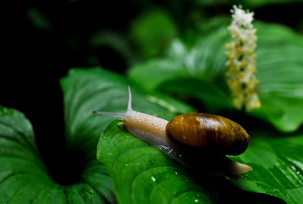 20090607_OregonD5_032.jpg