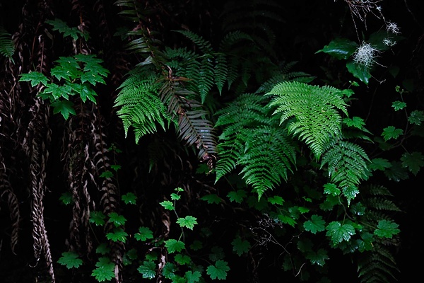 20090607_OregonD5_091.jpg