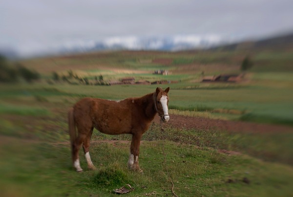 20070426_Peru5_131.jpg