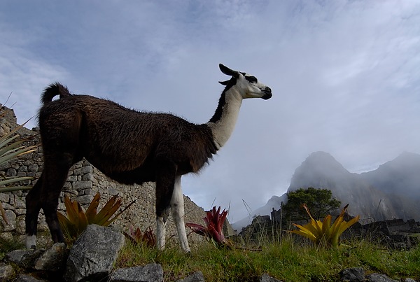 20070428_Peru7_095.jpg