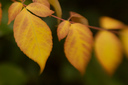 20051006_MentorPreD50_394