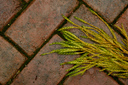 20051007_VaMen1D2X_003