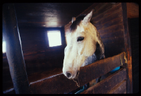 Horse2WVa