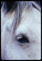 HorseWVA