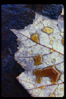LeafWVa