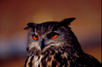 OwlWVa